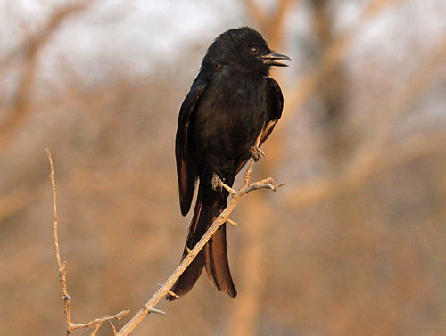 Fork-tailed drongo